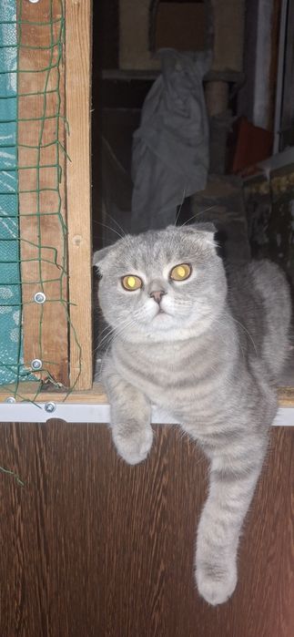 Продаётся шикарный котёнок шотландский вислоухий скоттиш фолд мальчик.