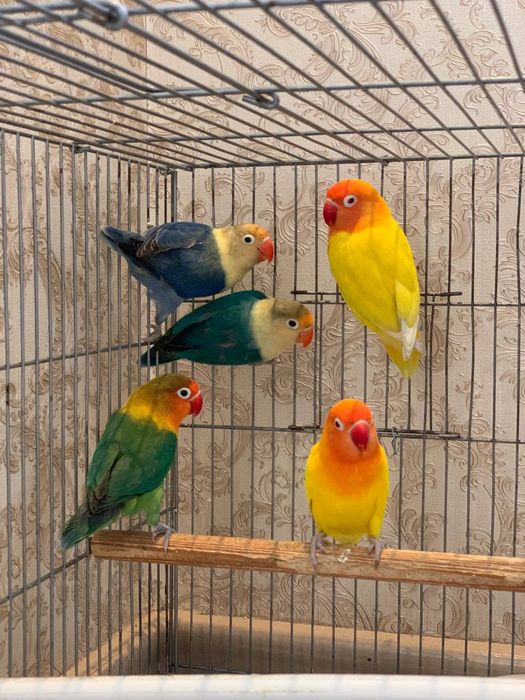 Nerazushka nerazluchka papugay