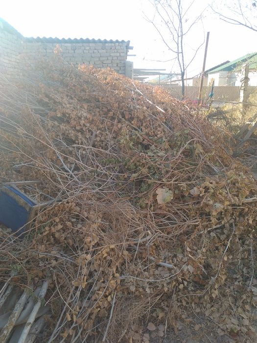 Отын бесплатно/текин