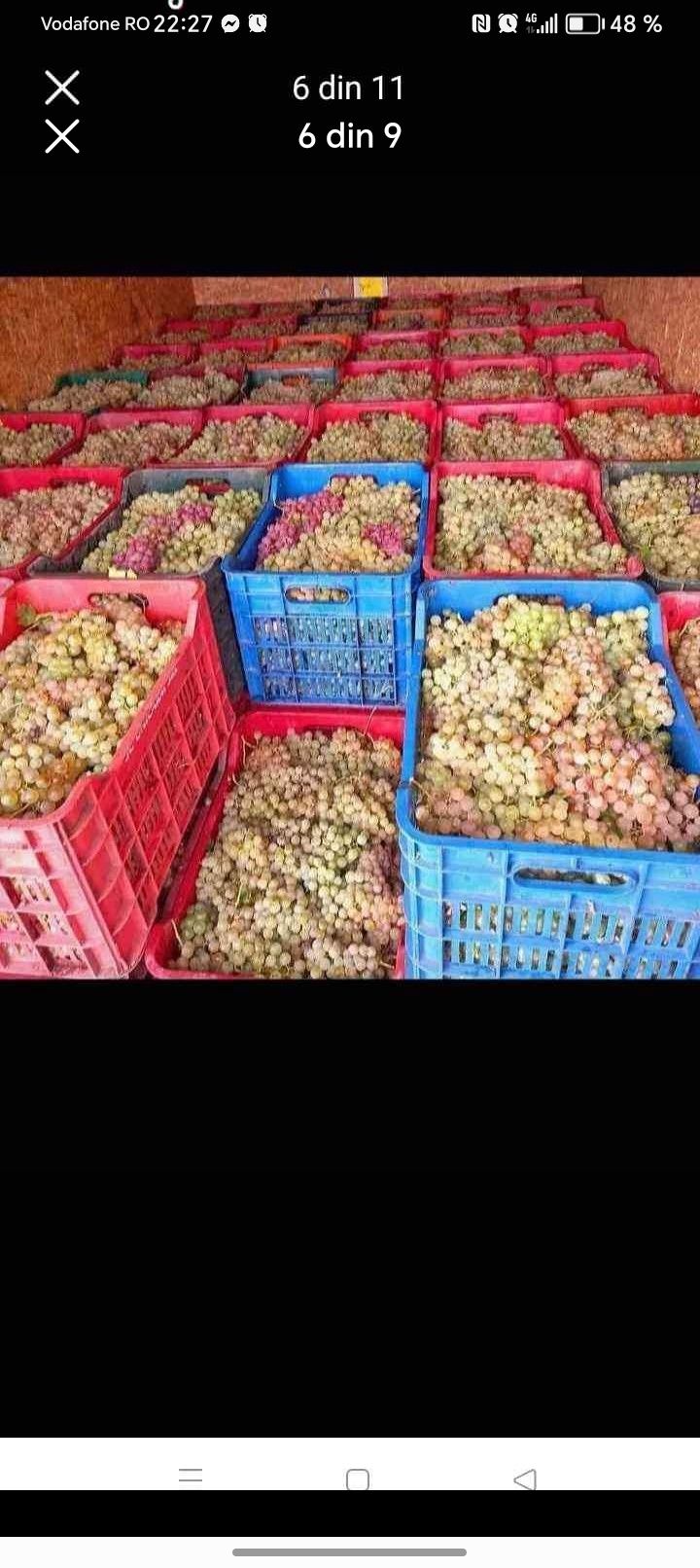 Vând struguri de vin