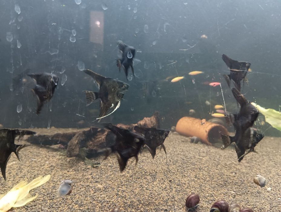 Черные скалярии со скидкой