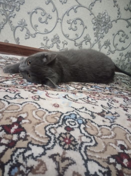 Продаёотся кот британетс