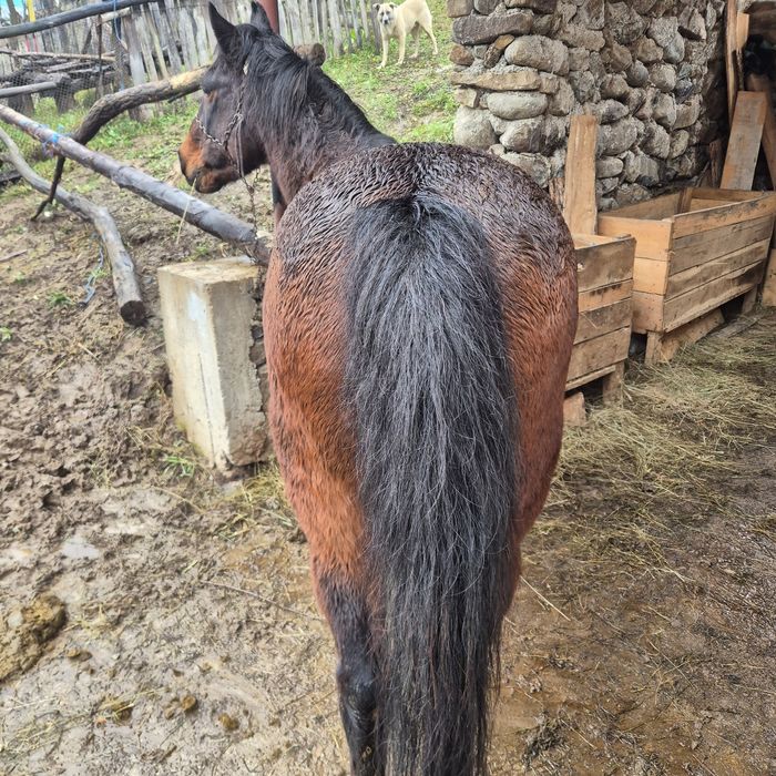 Se vinde cal de tinut