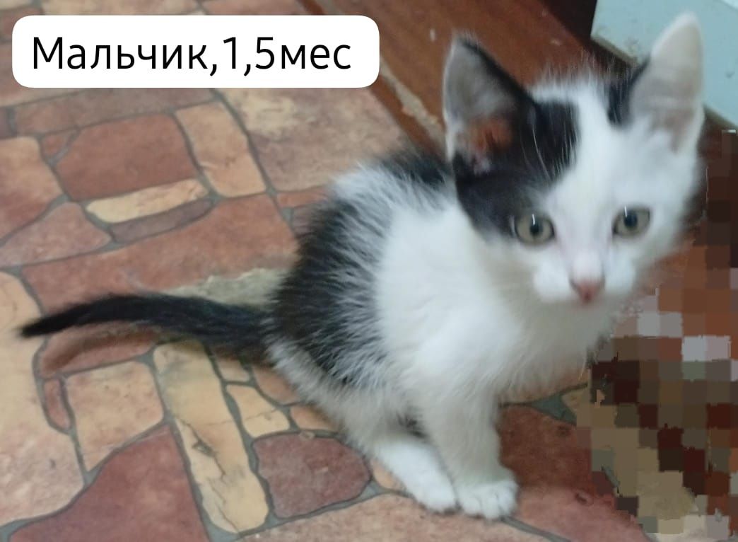 Котята бесплатно