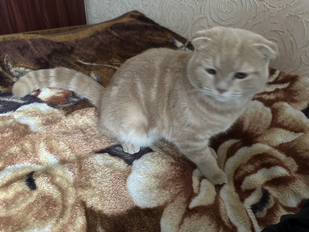Шотландская вислоухая кошка