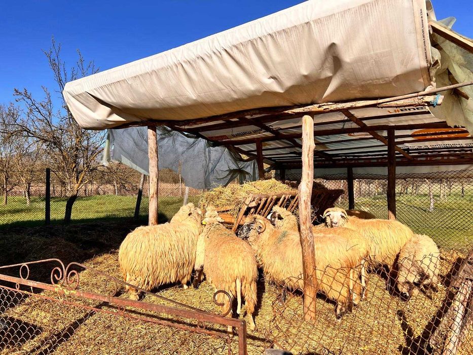 Vand 7 oi bune de lapte