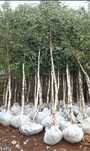 Mesteacan alb prunus tei catalpa platan englezesc oriunde in tara