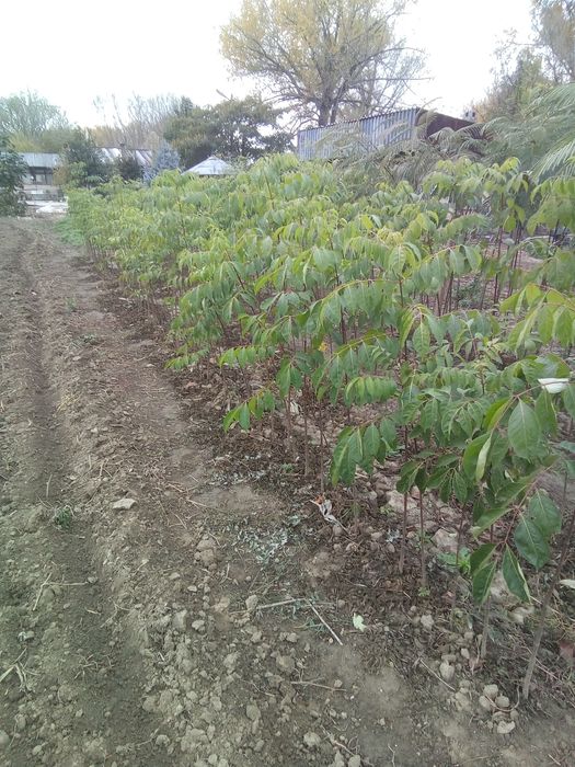 ЕВОДИЯ,СОФОРА,КАРИОПТЕРИС-медоносни дървета и храсти.