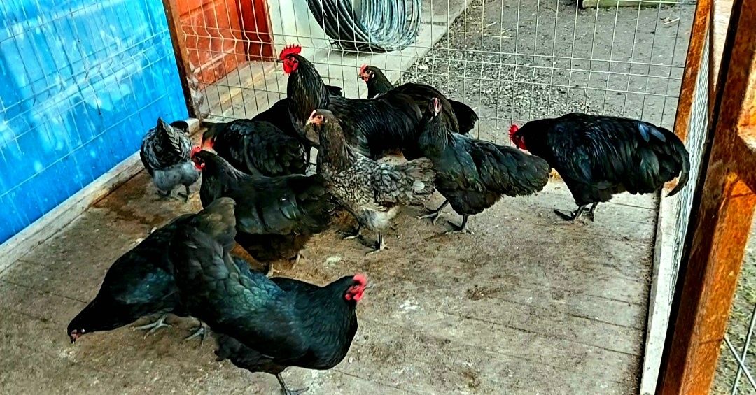 Ouă găini Australorp