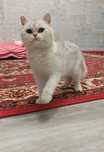 British shinshilla