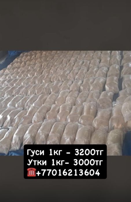 Домашние гуси и утки.