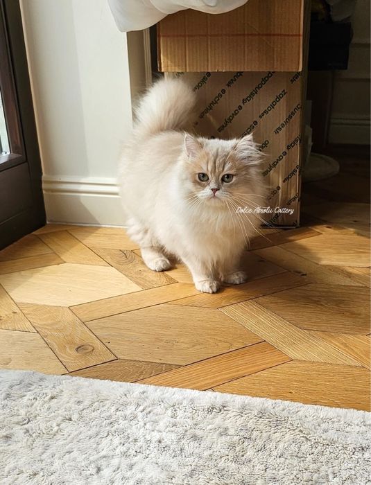 Fetita British Longhair