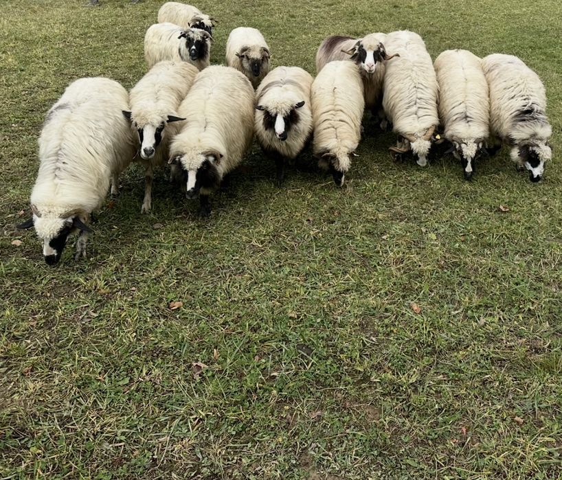 Vand oi breze tinere