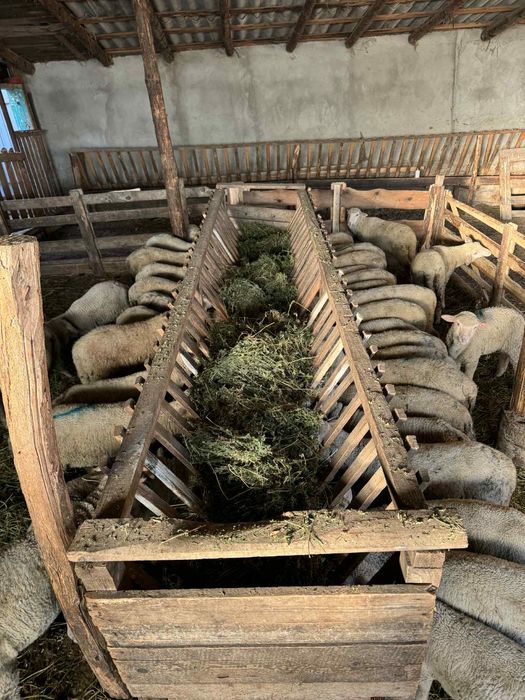 Vand miei /berbecuti