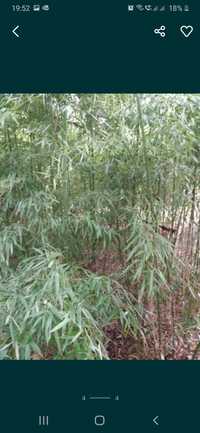 Bambus auriu aclimatizat