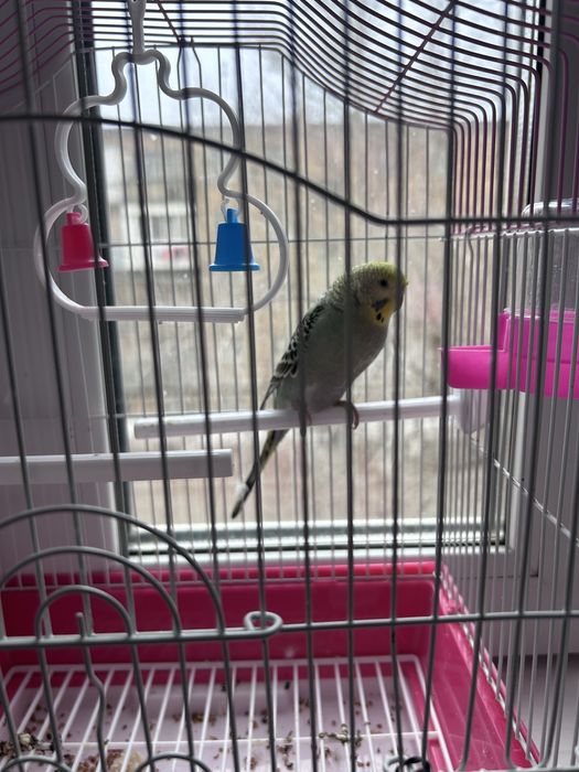 Продаю попугай за 15000тг