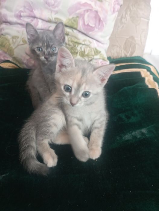 Отдам котят хорошим людям