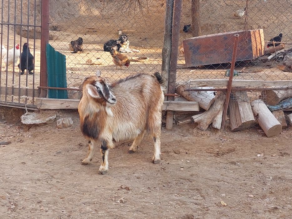 Семіз жем жеп тұрған бойдақ ешкілер сатылады