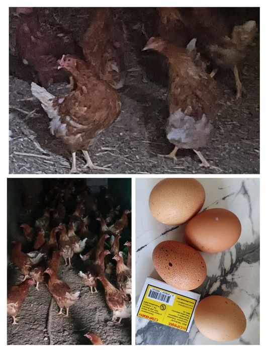 Ломан Браун балапандары сатылады