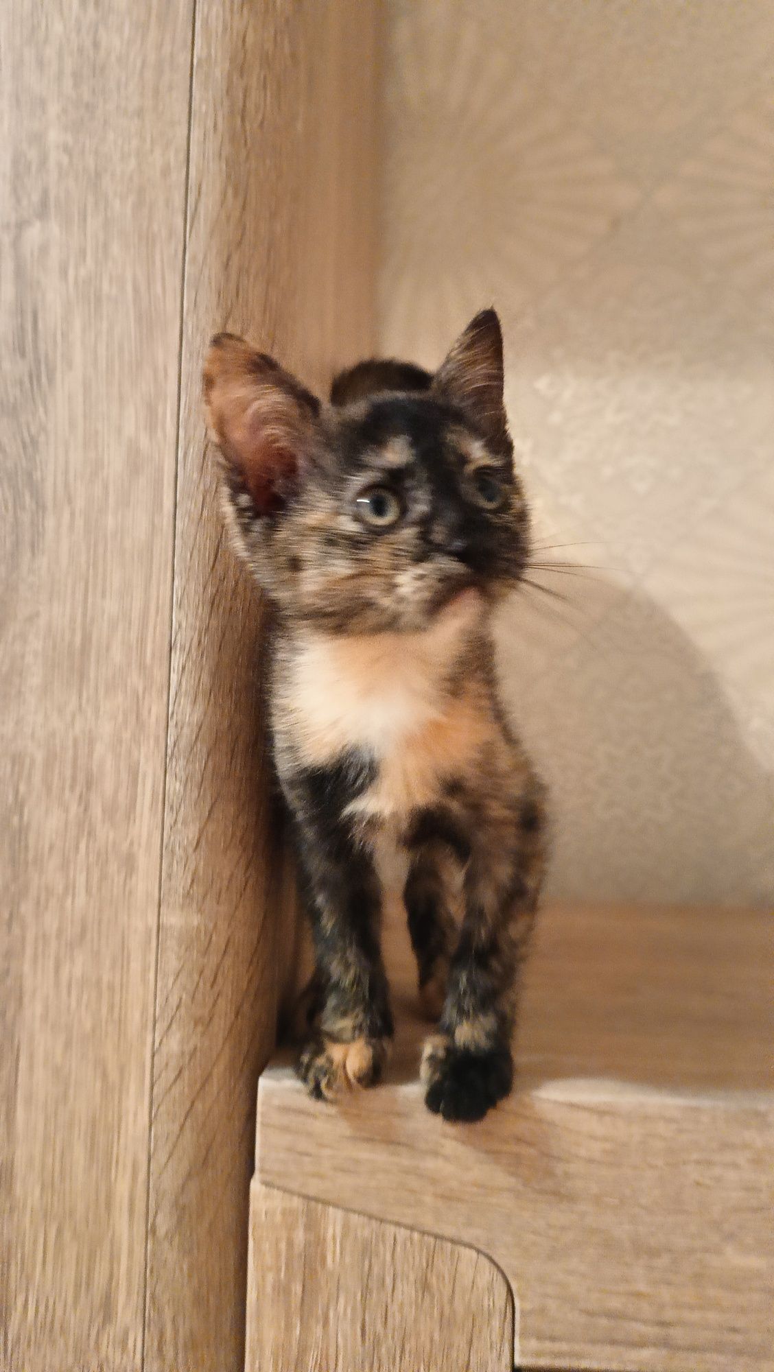 Кошечка в добрые руки