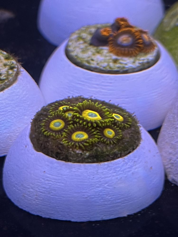 Кораллы зоантусы