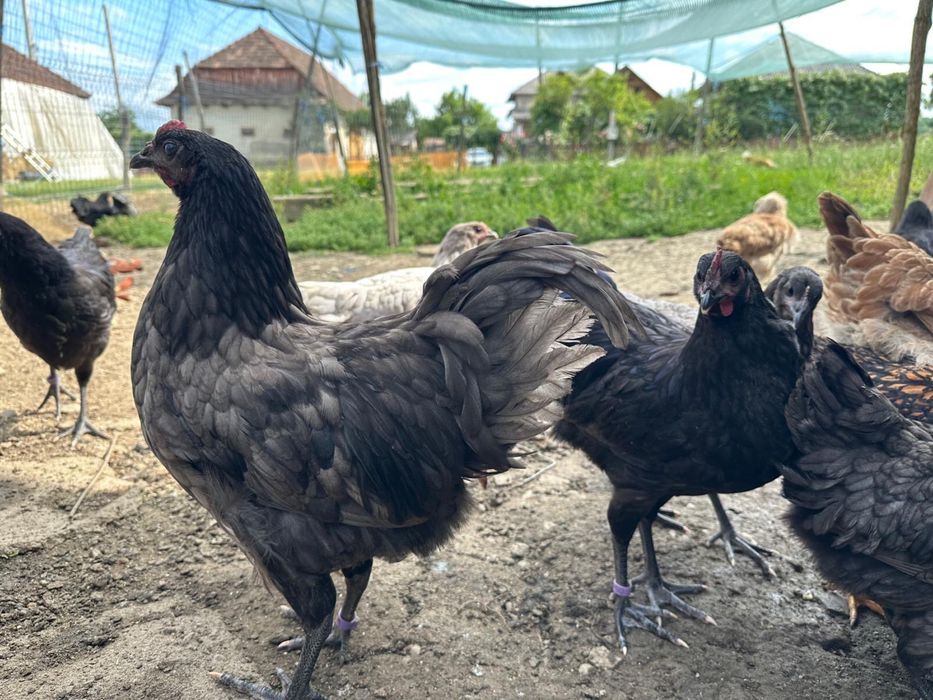 Cocosi tineri 3-5 luni