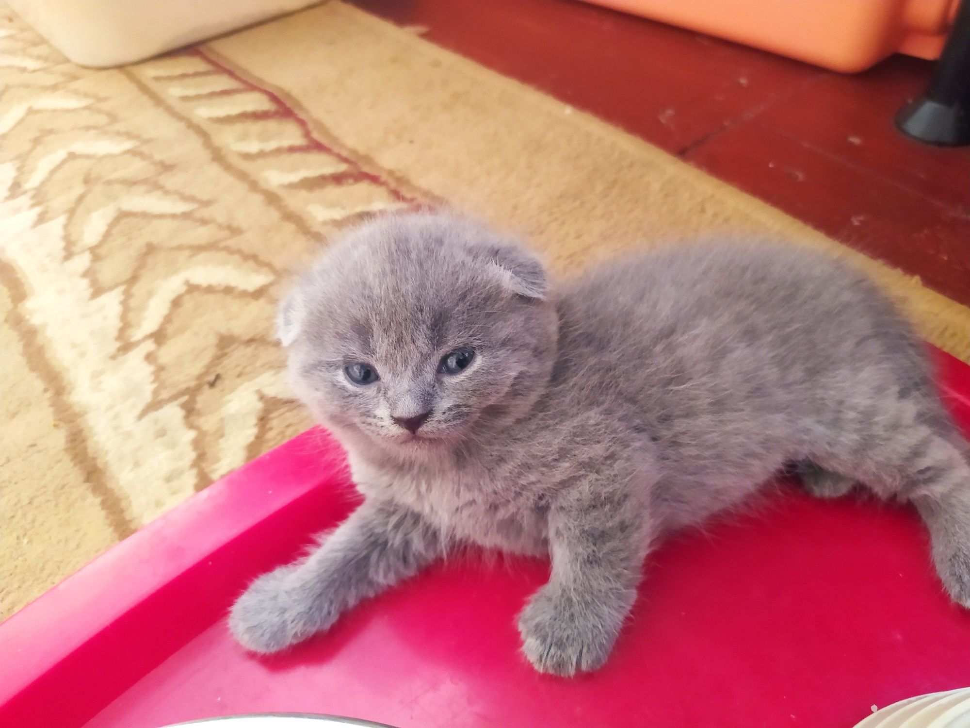 Котята Скотиш Фолд