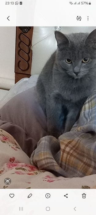 Скотиш страйт мушук