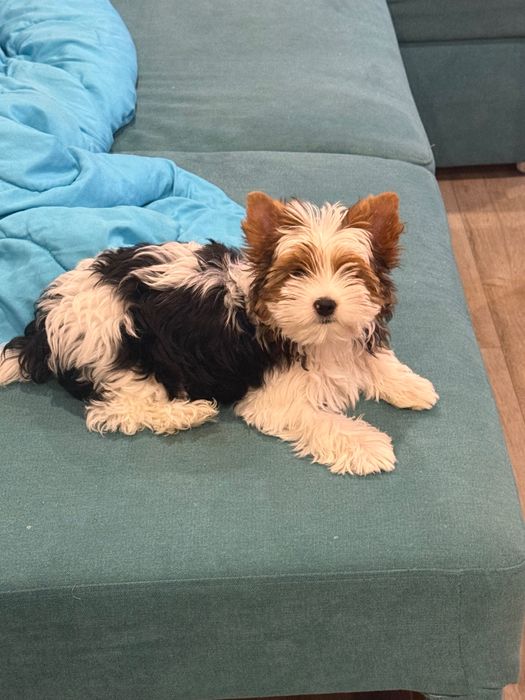 Бивер йоркширски териер