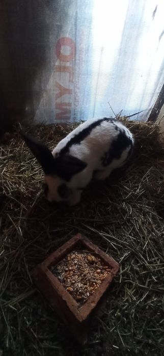 Uriaș pestriț german