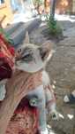 Donatie 2 pisici