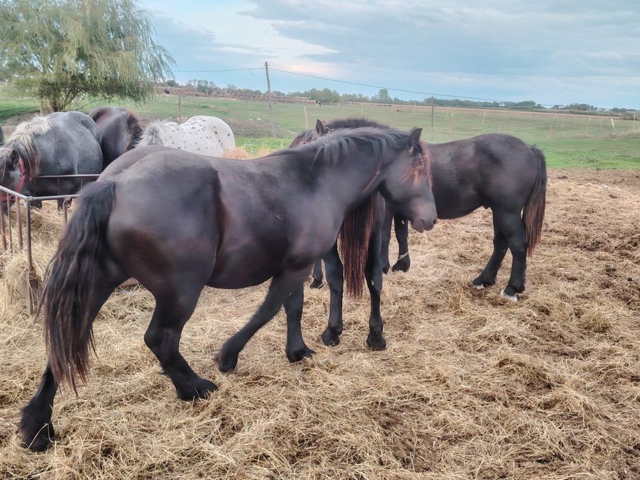 Manji de 1 .5 ani din părinți de rasa