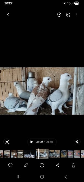 Porumbei satineti de vanzare