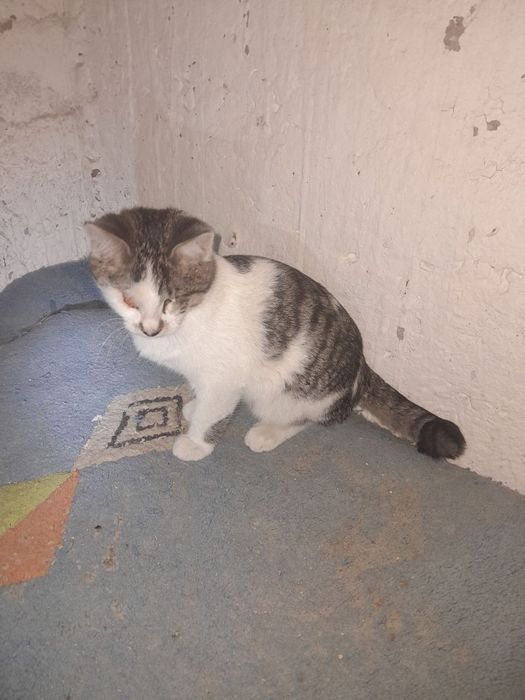 Mushuk bolalari yaxshi qollarga beriladi