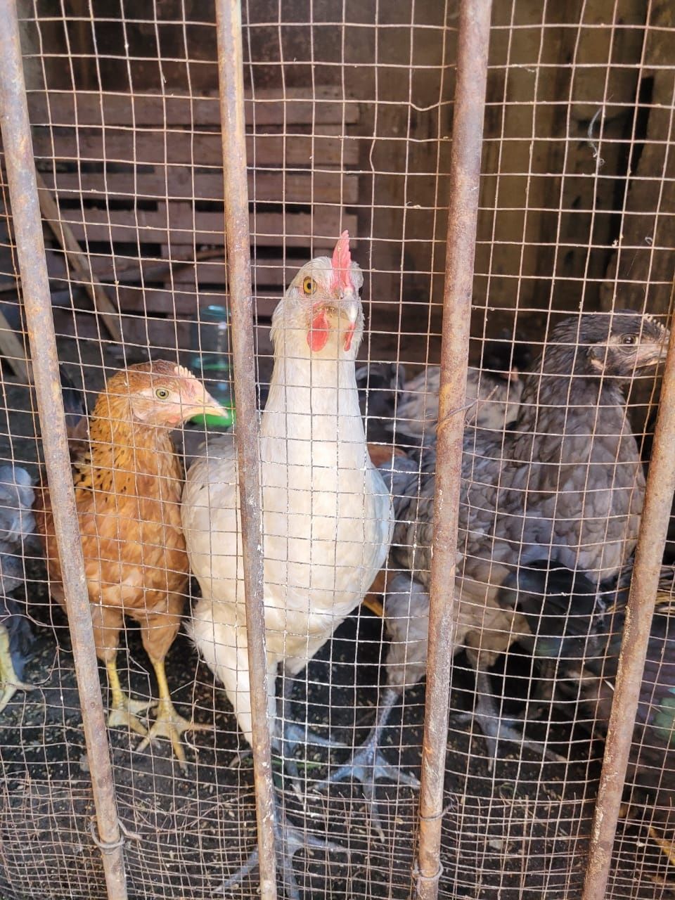 Продам куриц домашних