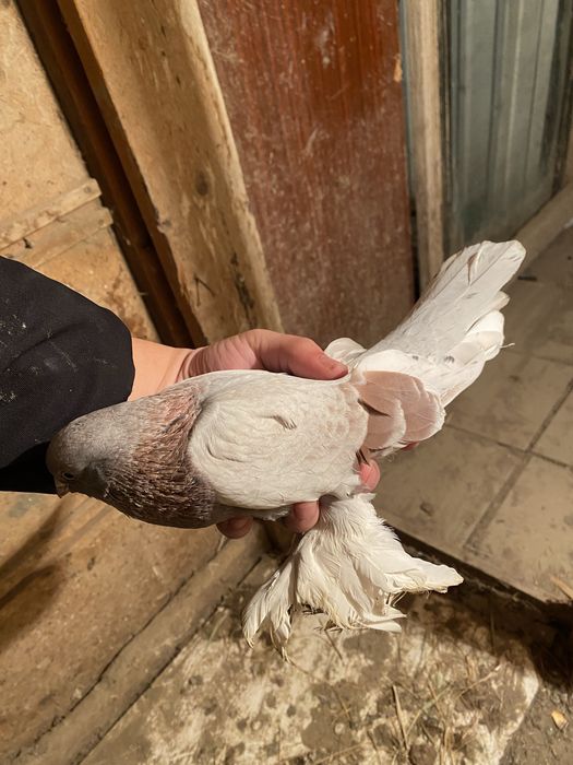 Сирень голуб  голубей