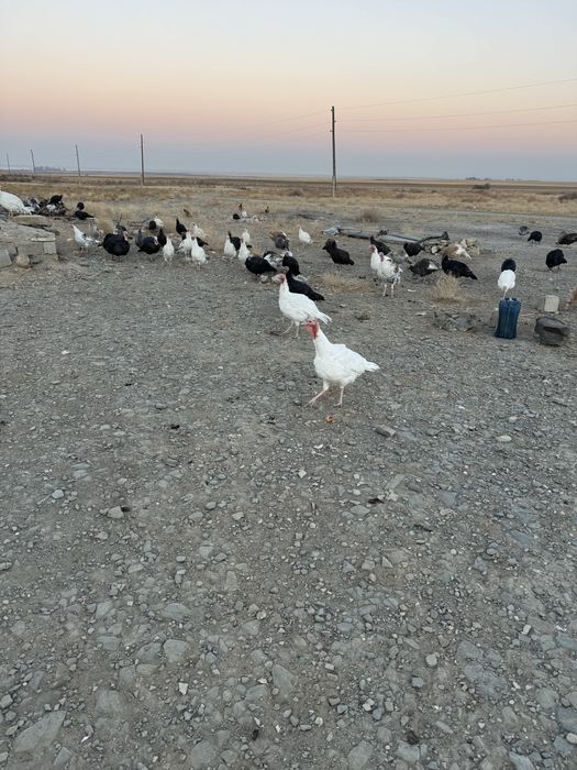 Индюки 6 мес на фазенде