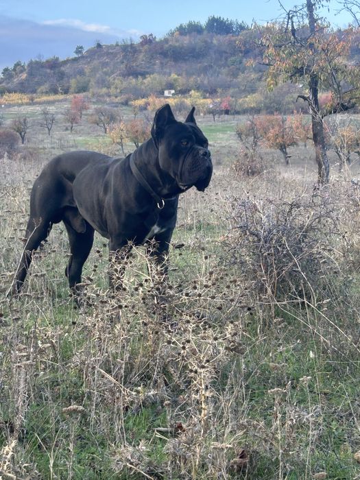 Мъжкар за разплод