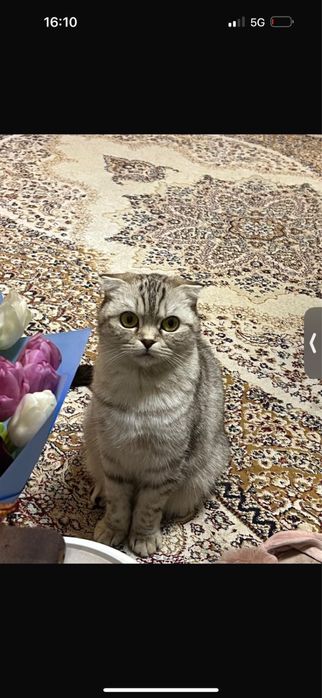 Отдам в добрые руки шотлалскую кошку