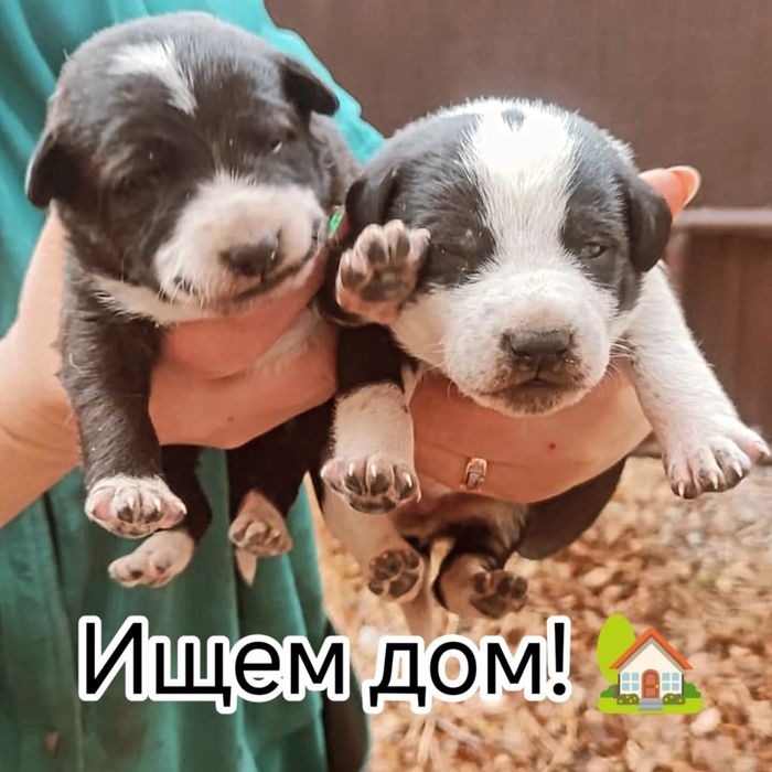 Щенки в добрые руки.