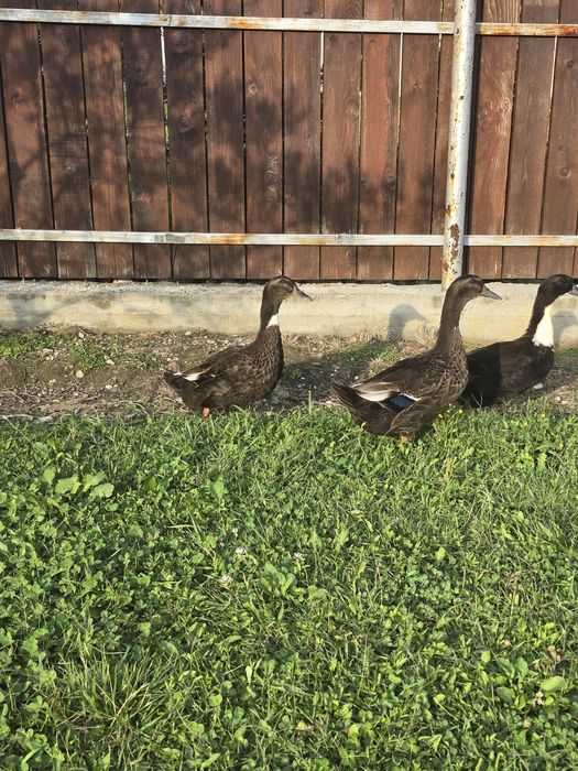 Rațe Rouen si colorate