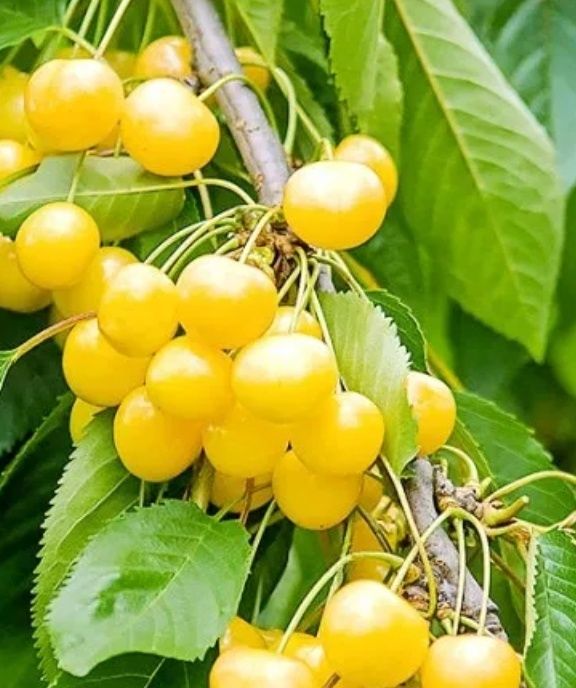 Cireș ( Soiul Amar Imperial Galben )