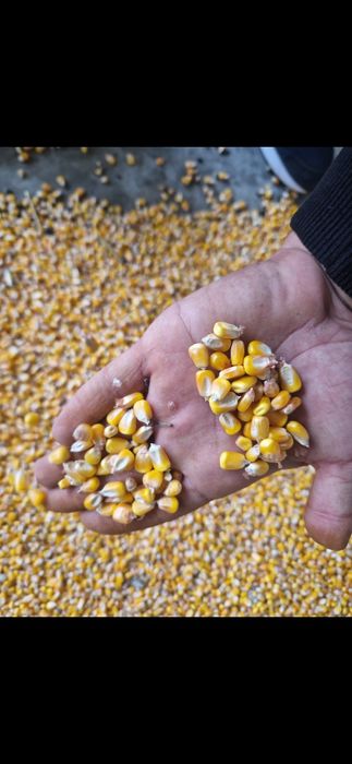 Porumb boabe adus acasa