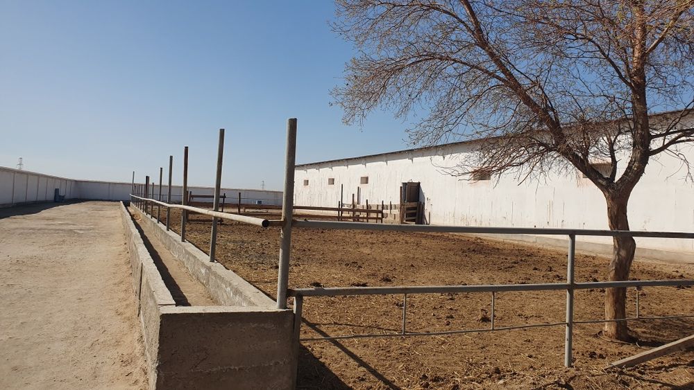 Ферма биноси сотилади.