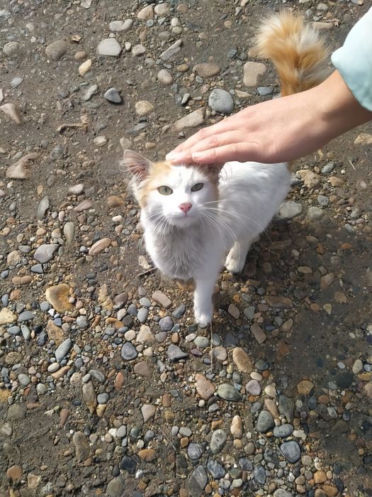 Котик ищет хозяина!