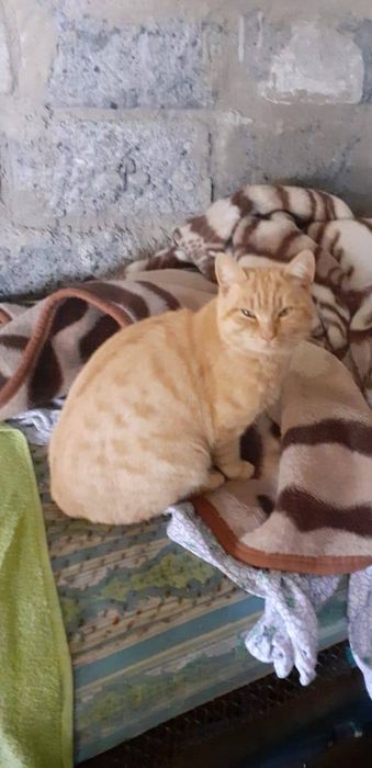 Бедный Рыжик остался один...