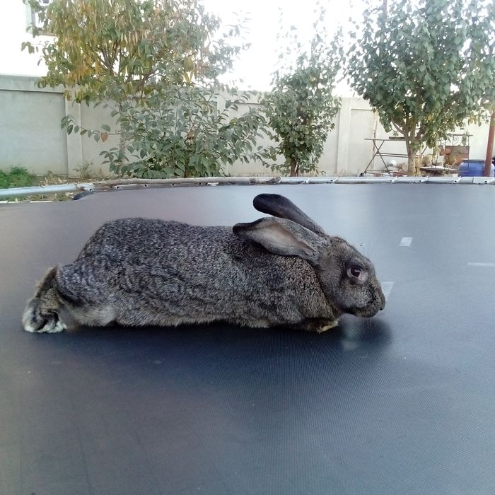 Vând iepuriță din rasa belgian