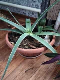 Продам алоэ мясистой большое и отростки и другие комнатный растение