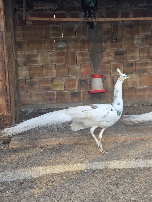 Зелени пауни Muticus Muticus и Спалдинг висок процент