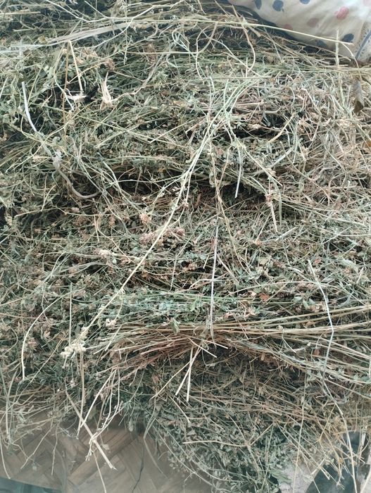 Беда сотилади боги 7 минг 20 та бор